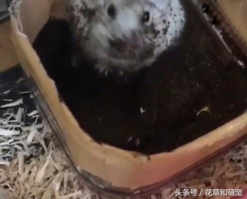 仓鼠知不知道自己的窝里脏,仓鼠发现存粮被清理