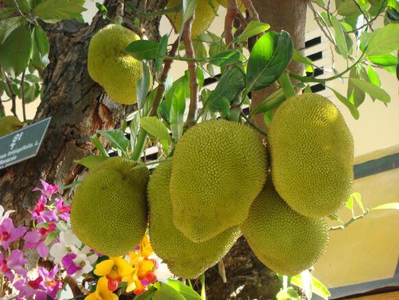 菠萝蜜是水果皇后吗,水果皇后菠萝蜜