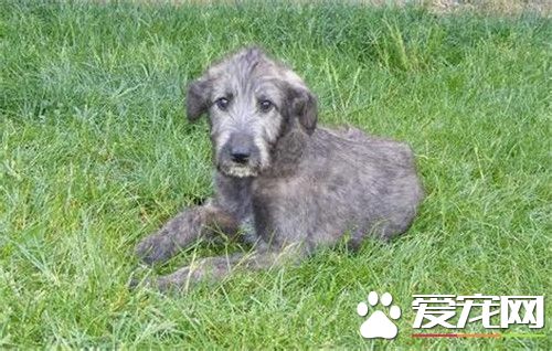 2014年爱尔兰猎狼犬出售最新消息,爱尔兰猎狼犬宠物店
