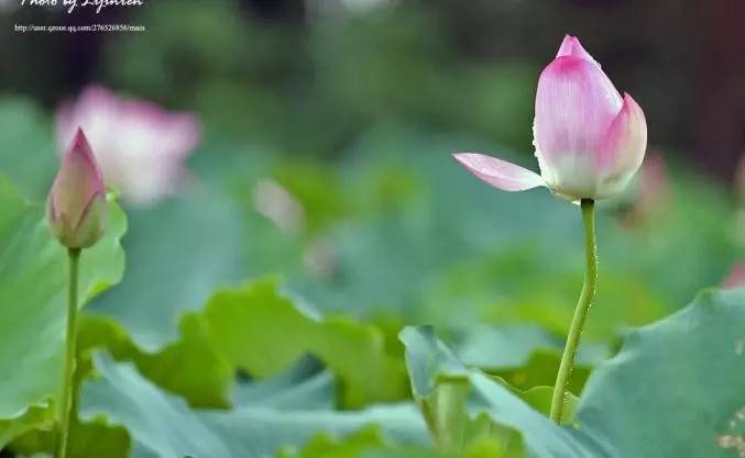 「词风雅韵」涧中石｜故人何在？一叶孤舟，烟水茫茫