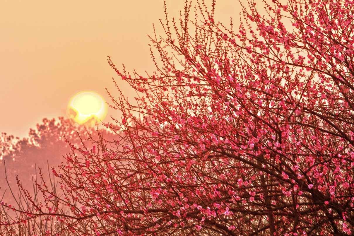 一枝梅经典诗词大全,诗词赏析一缕幽梦几丝愁