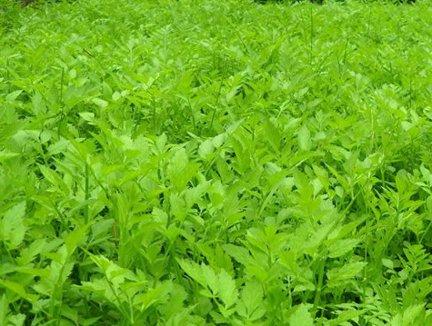 客家人常见的野果,环球客家