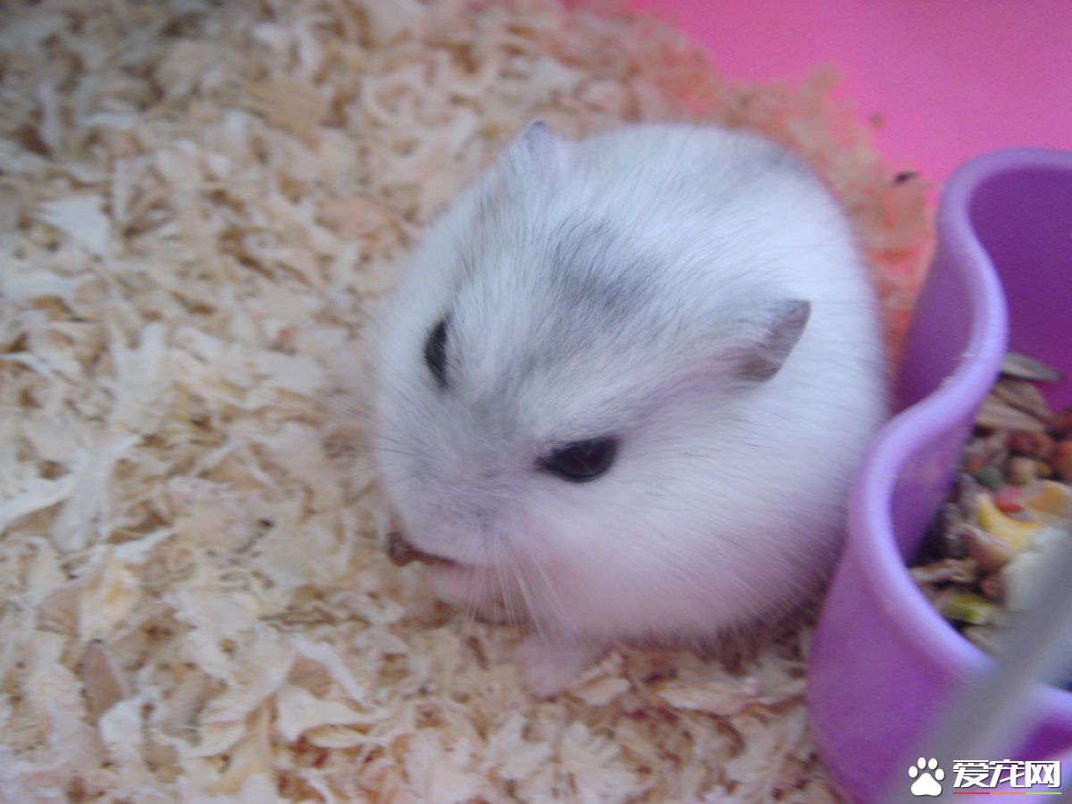 银狐仓鼠和银狐仓鼠能合笼吗,仓鼠怎么训练撒尿