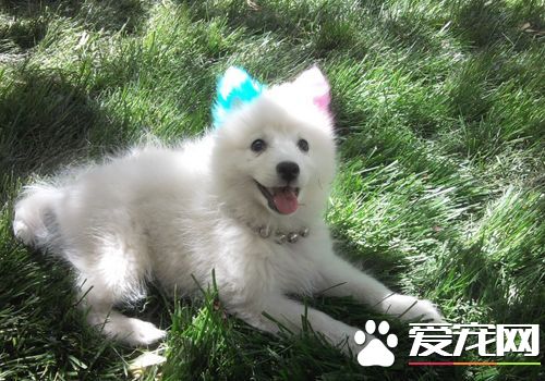 如何训练银狐犬大小便训练银狐犬定点大小便