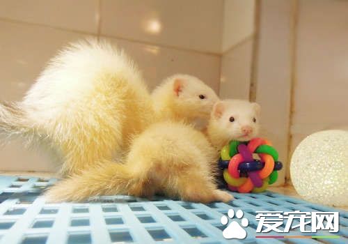 雪貂繁殖全过程,宠物貂如何养胖