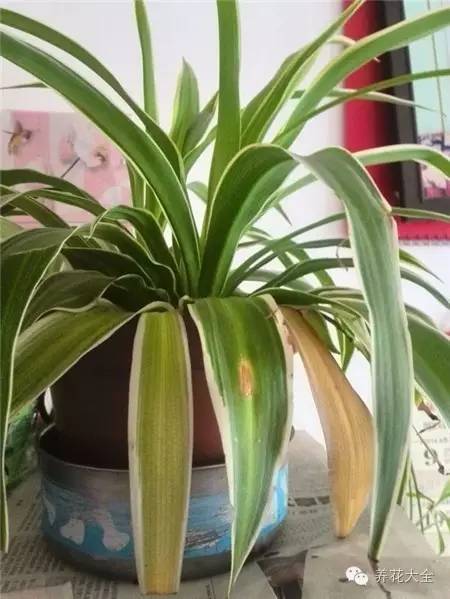 吊兰妙招,学会这四招轻松把花养得枝繁叶茂