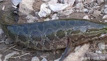 软虫路亚黑鱼是沉底还是浮水,软虫钓黑鱼用浮水还是沉水的