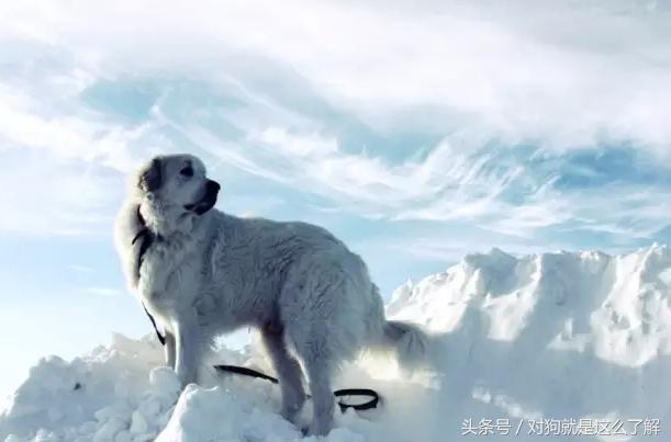 最凶悍的大白熊犬,常见的大白熊犬