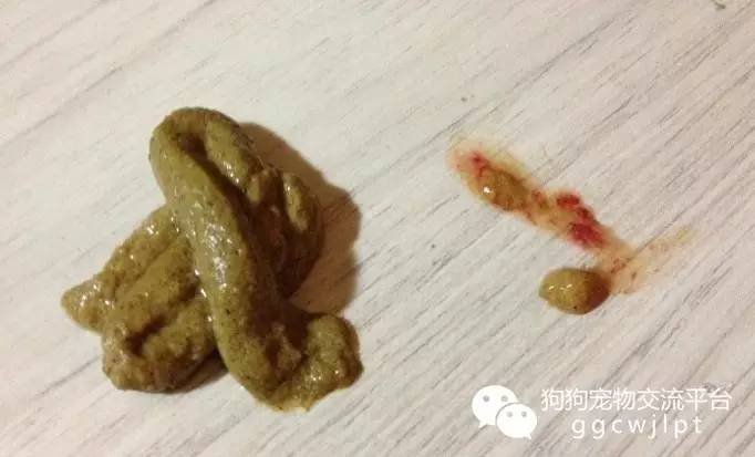 狗狗拉稀10天了怎么办,狗狗拉稀拉血呕吐没精神怎么治疗