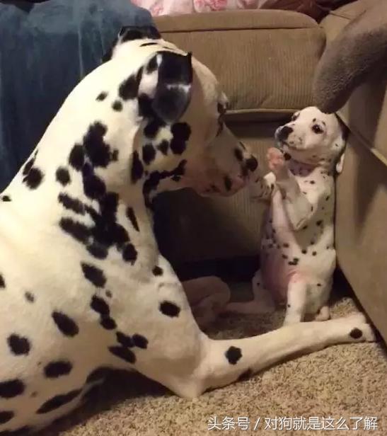 斑点狗科普点读,斑点狗大麦町犬好养吗