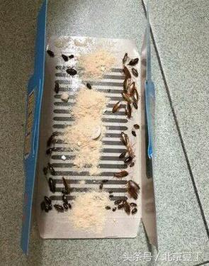 厨房卫生间用什么能消灭蟑螂,厨房间用什么方法消灭蟑螂最有效