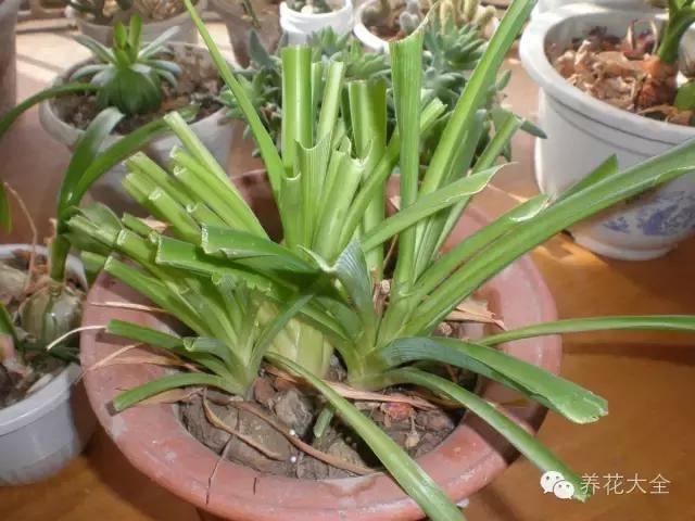 吊兰被太阳晒死怎么办,吊兰被养死了