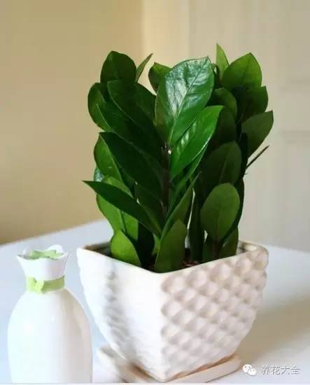 快死的花埋沙里能救活吗,快死的花