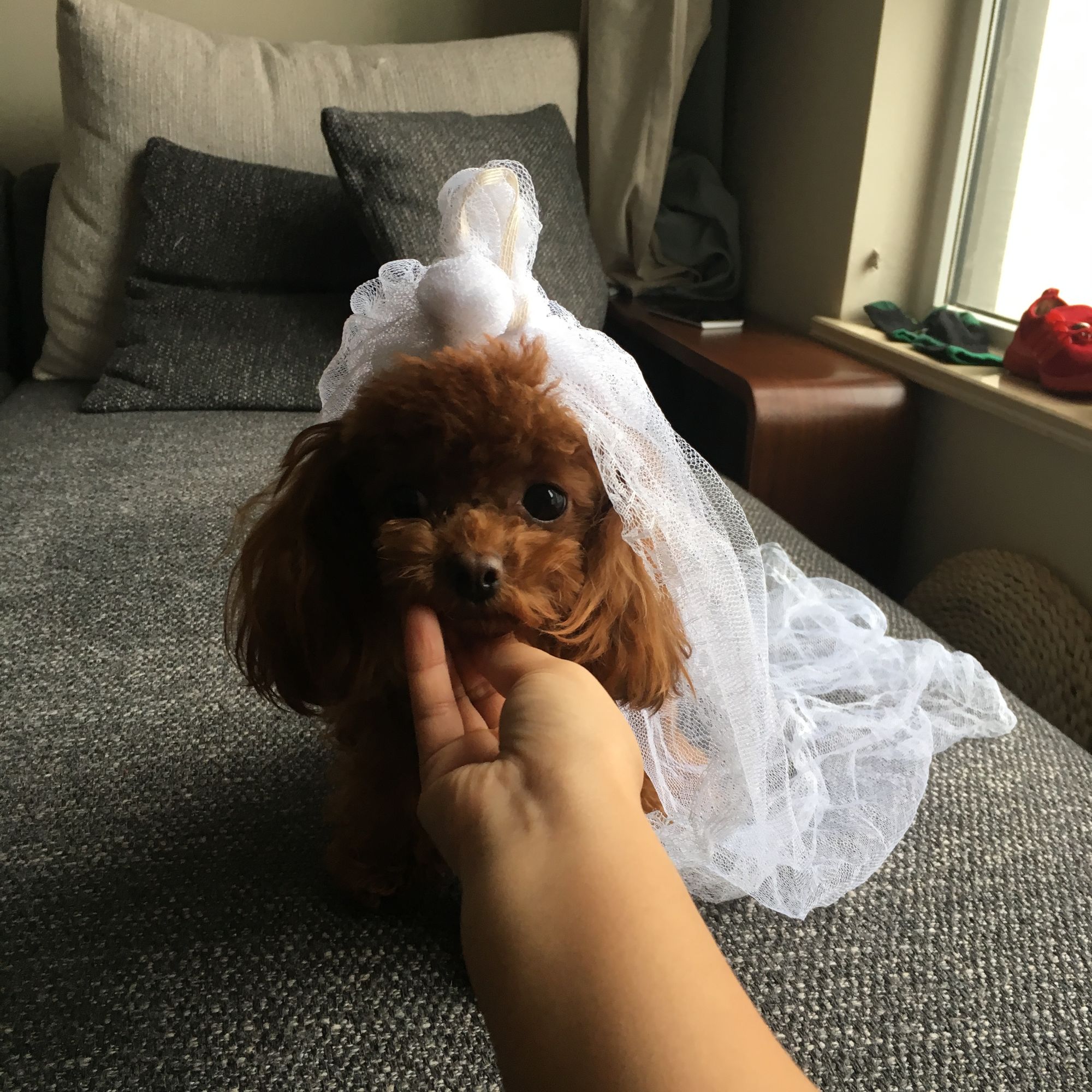 泰迪泪痕严重是什么原因,泰迪泪痕严重各种原因导致