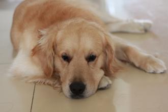 怎么训练狗狗在家不乱叫扰民,狗狗听到门铃叫