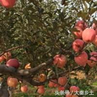 目前农村种植什么果树最好赚钱,农村种植什么果树收益最好