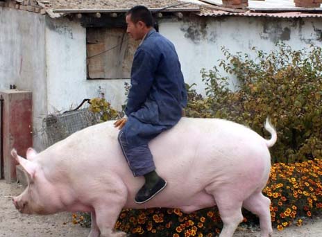 为什么母猪总是配不成功呢,为何母猪老配不上种