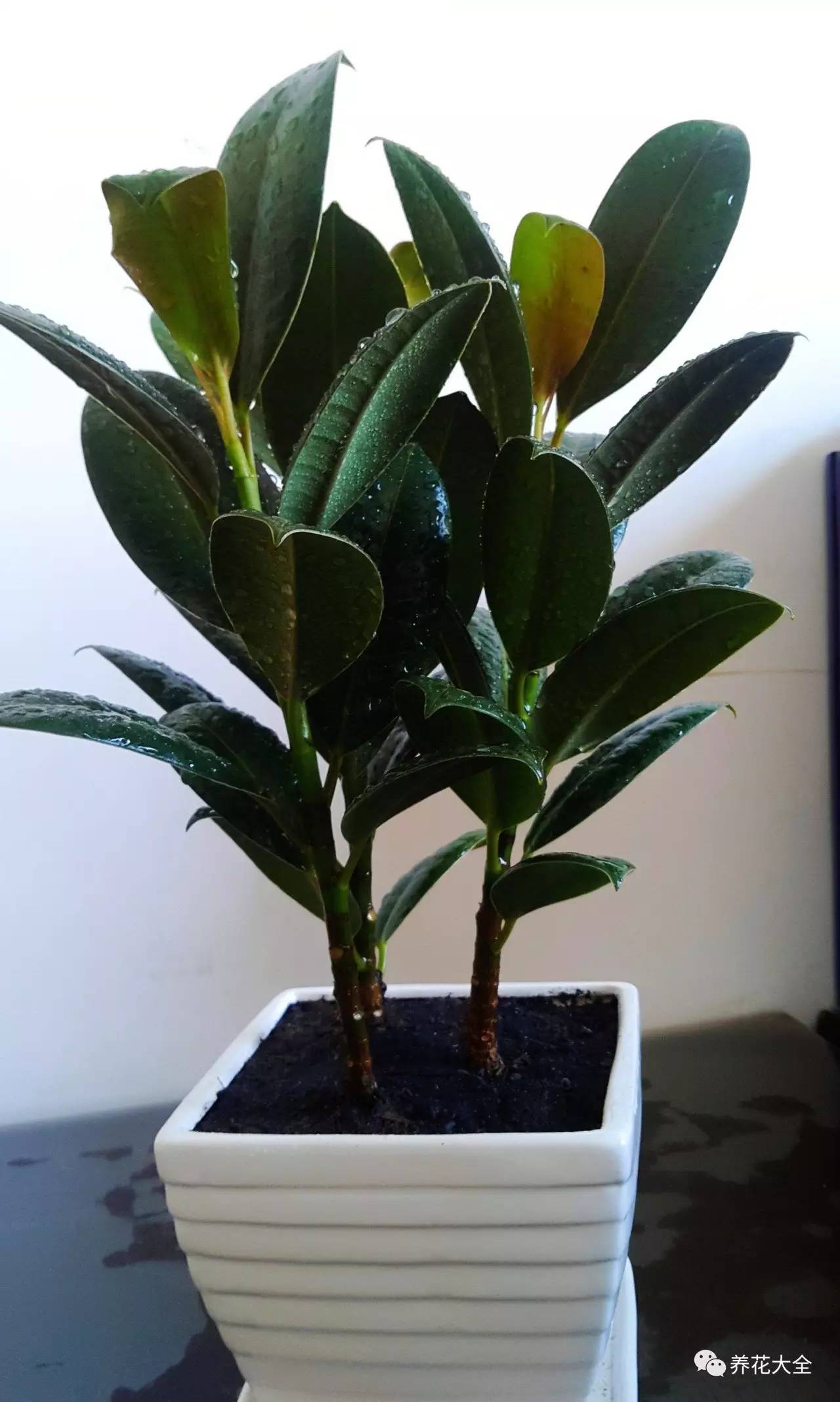 发财树的土养不活绿萝,养了几年的绿萝为什么没有根