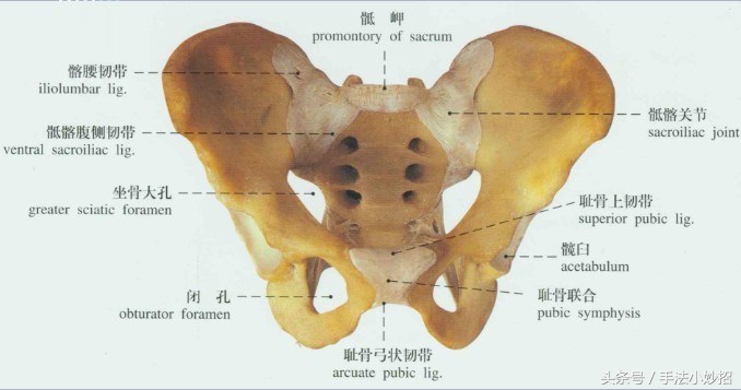 臀上皮神经损伤怎么松解比较好,臀上皮神经完全坏死的症状