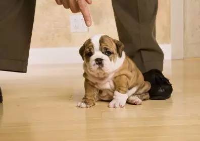 狗为什么吃屎,为什么狗吃屎