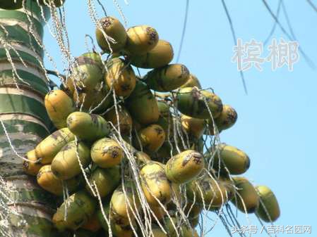 判断嚼槟榔口腔癌最简单方法,嚼槟榔口腔癌最严重的患者