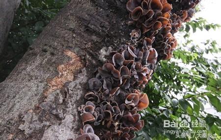 木耳什么样可以采摘,黄山木耳和东北木耳