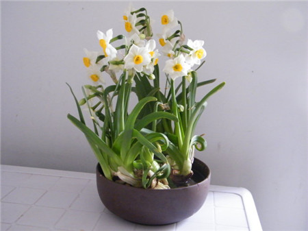 水仙花怎么养才开花,水仙花不生根了怎么办