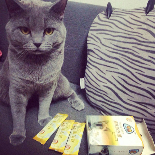 猫咪大便干燥怎么办,猫咪食量减少了怎么回事