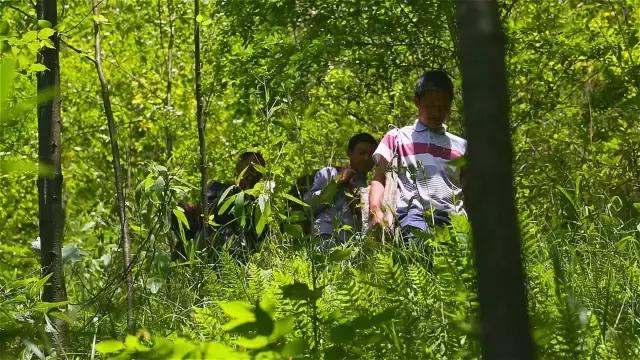 神农架自然保护区旅游攻略,神农架秘境演出值得看吗