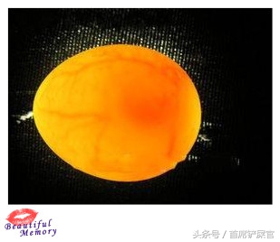 虎皮鹦鹉繁育期间注意事项,虎皮鹦鹉怎么快速产蛋