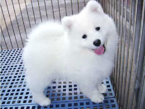 萨摩耶犬饲养方法,如何饲养萨摩耶幼犬不咬人