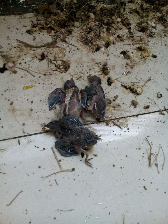 燕子窝被小朋友捣毁会不会有报应,把家里的燕子窝捣毁会不好吗