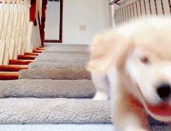 金毛最聪明的一只狗狗,金毛最有灵性是最懂事的狗