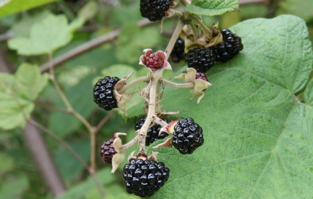 客家人常见的野果,环球客家