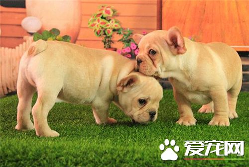 法国斗牛犬好养活吗知乎,法国斗牛犬真那么难养吗