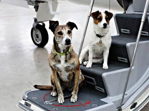 宠物狗托运需要什么,宠物狗托运过程