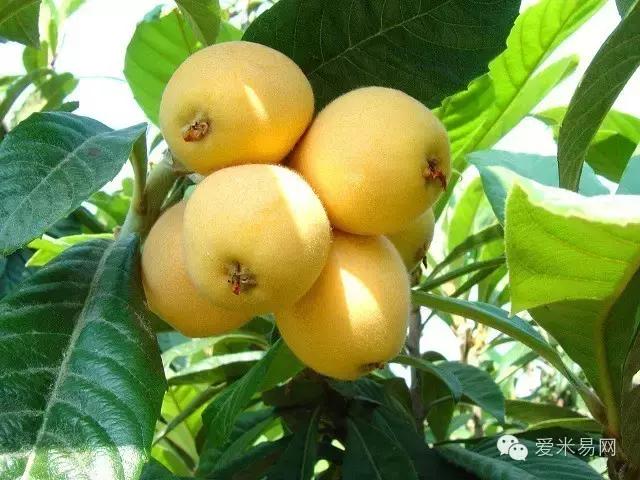 闃冲厜娴翠竴鏃ユ父鏀荤暐,闃冲厜娴翠竴鏃ユ父