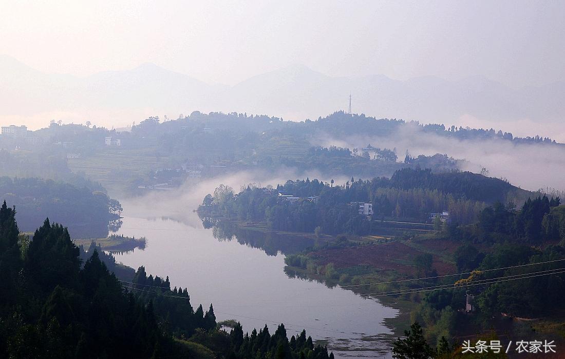 树里藏“火”小灯笼甜甜农家小红桔