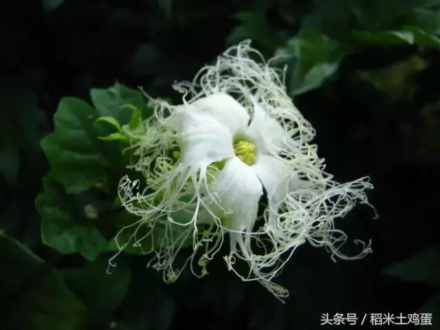 香甜可口的瓜子,年味不一样的滋味