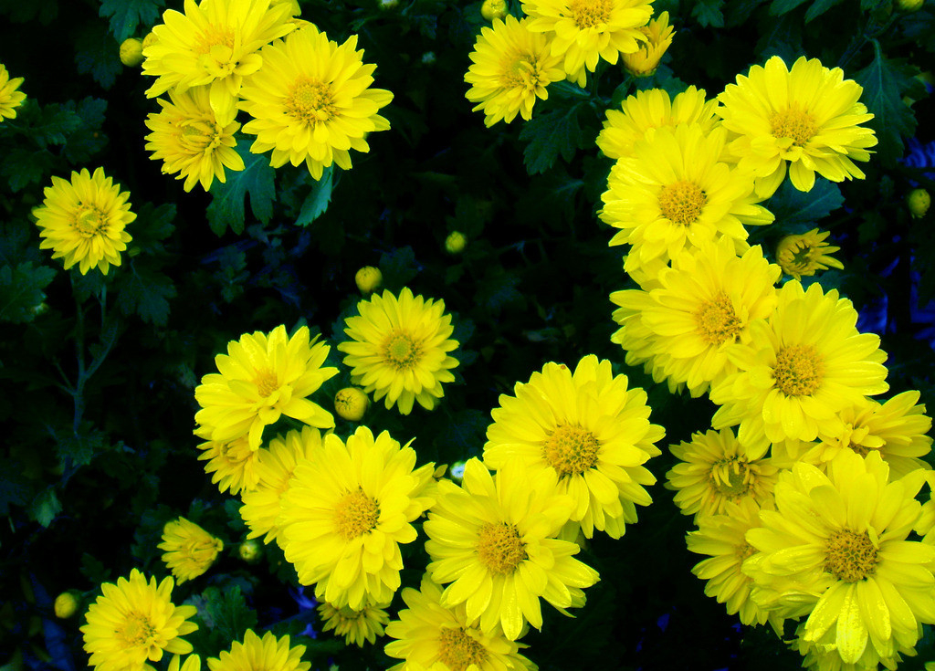 野生去火的草药,常见降火草药