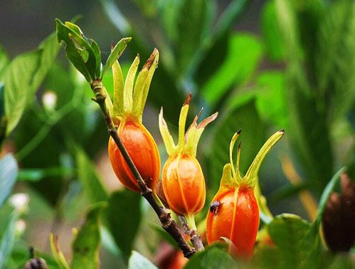 野生去火的草药,常见降火草药