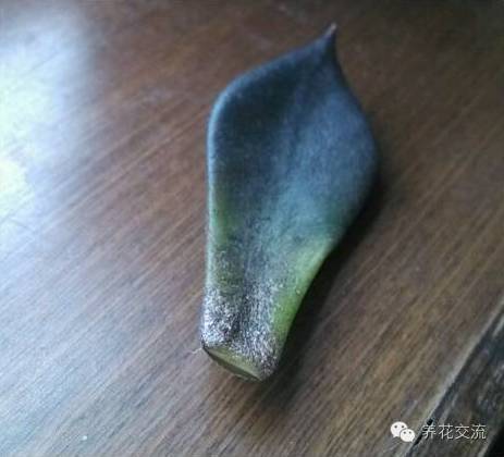 多肉会出现的病虫有哪些,网上刚买的多肉怎样种植怎样养护