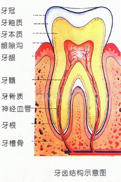 牙齿骨折错位保守治疗能自愈吗,牙齿骨折治疗方法