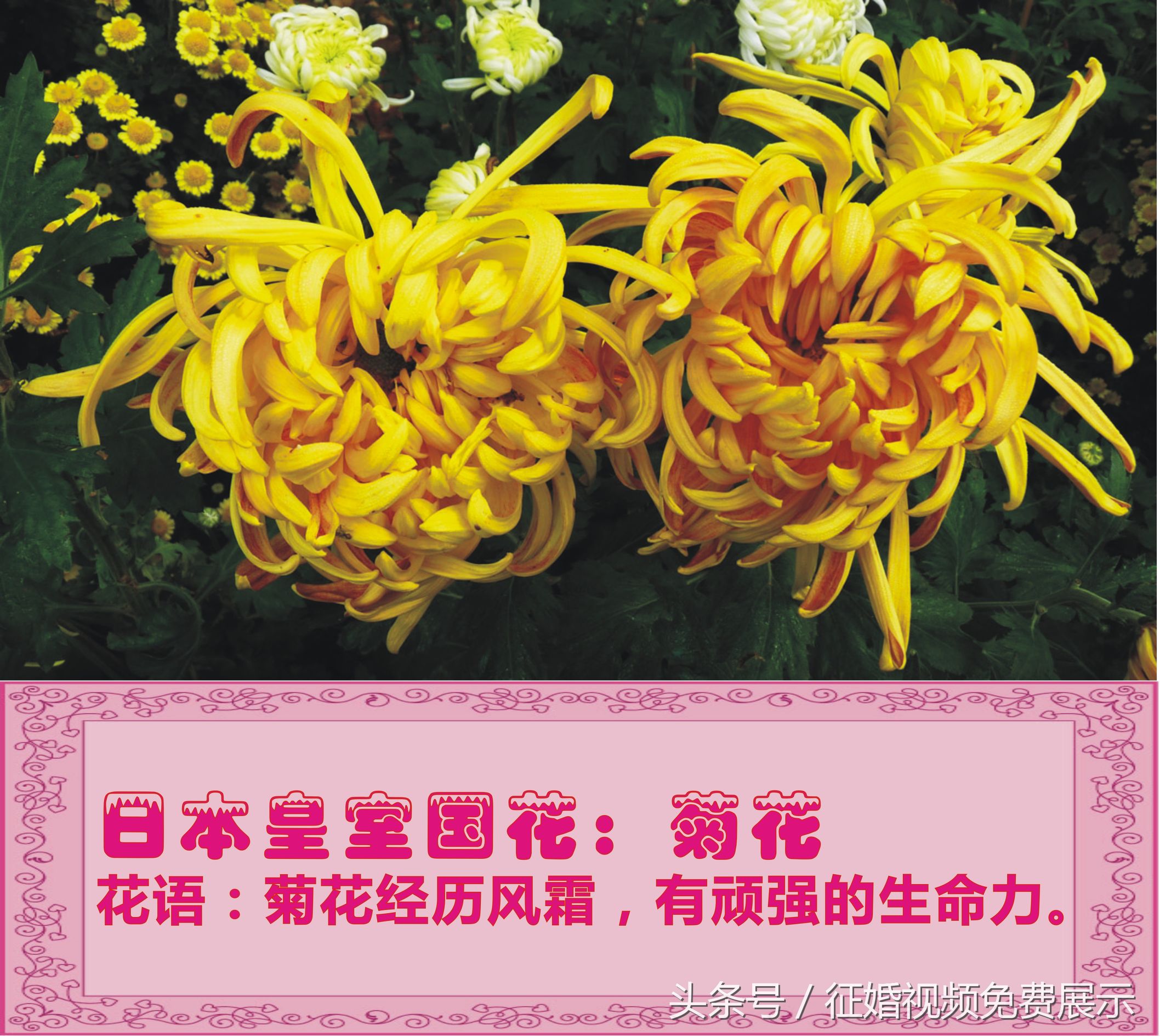 各国国花及象征意义,世界各国国花及寓意