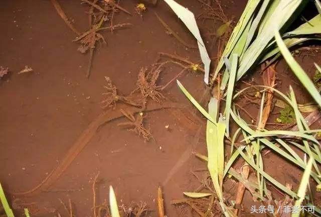 农村大叔自制黄鳝,农村大叔稻田抓黄鳝