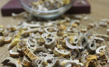 桑树全身都是药材,桑树哪些部位可以入药及功效