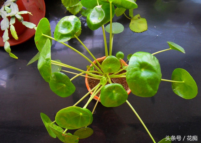 镜面草怎么养才能更旺盛,镜面草怎样最好养
