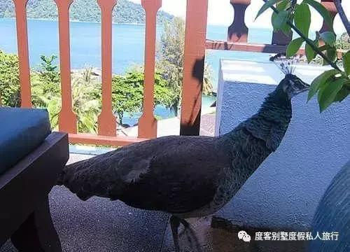 2016旅行者之选奖得主，马来西亚绿中海度假村