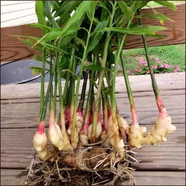 晚上吃姜赛砒霜有中医记载吗,下午吃姜赛砒霜是真的吗