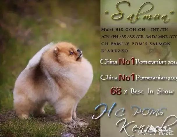 上天派来的天使狗狗,博美犬犬舍排名